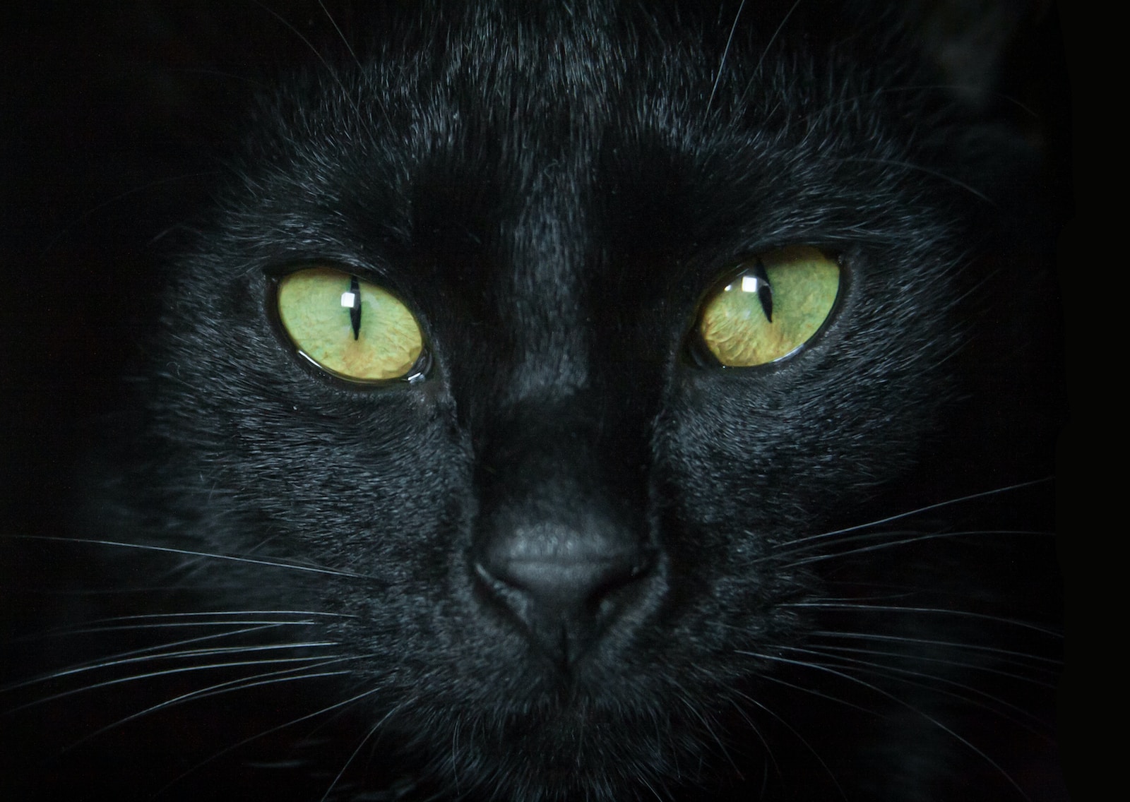 Black cat with white undercoat