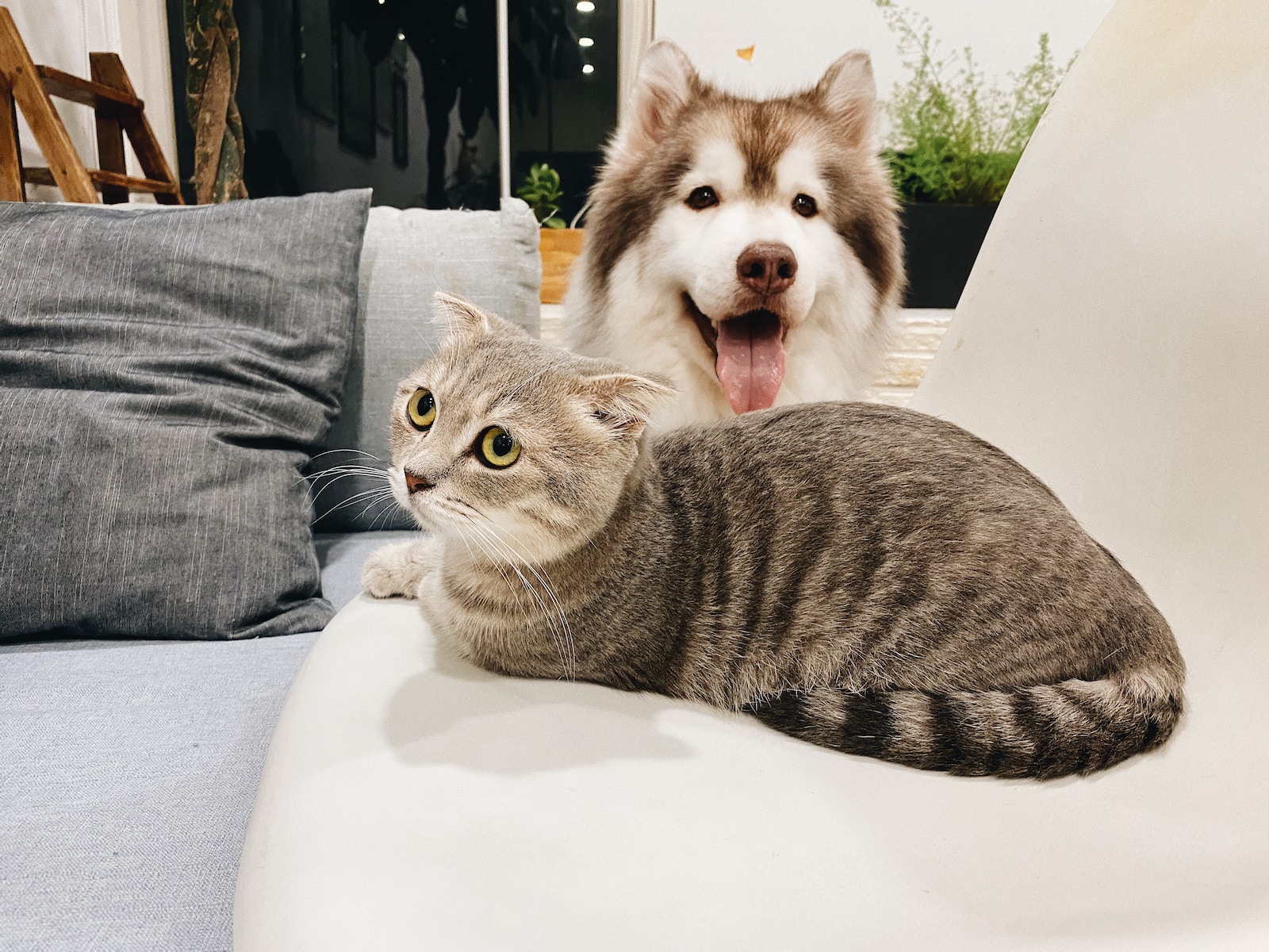 Dog visiting house with cat